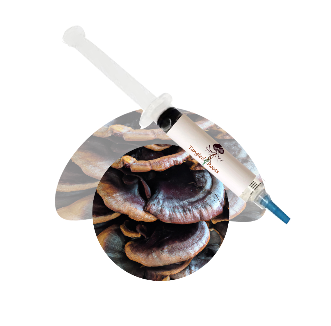 Black Reishi Mushroom Liquid Culture Syringe Tangled Roots