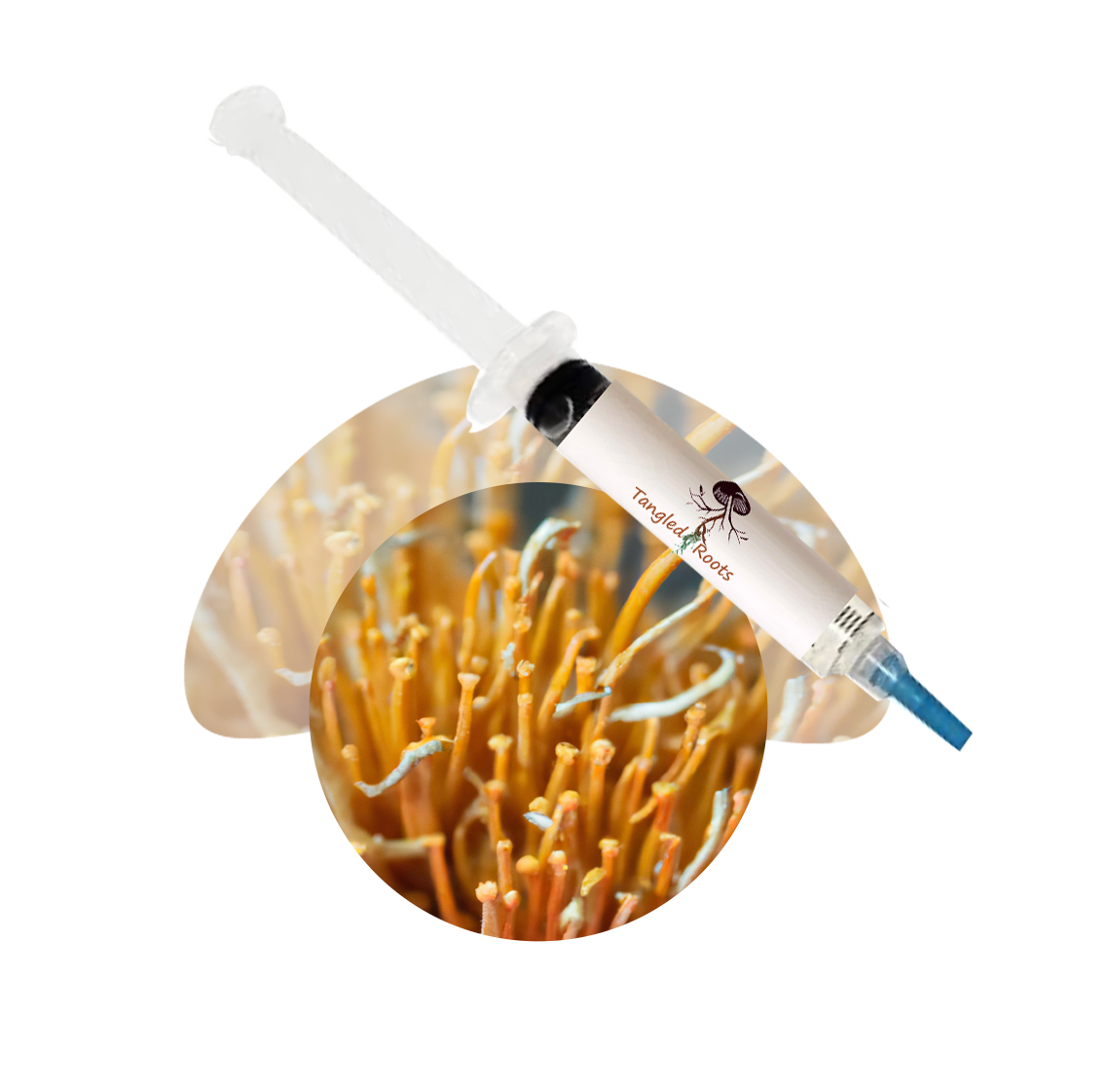 Cordyceps tenuipes Mushroom liquid culture Tangled Roots